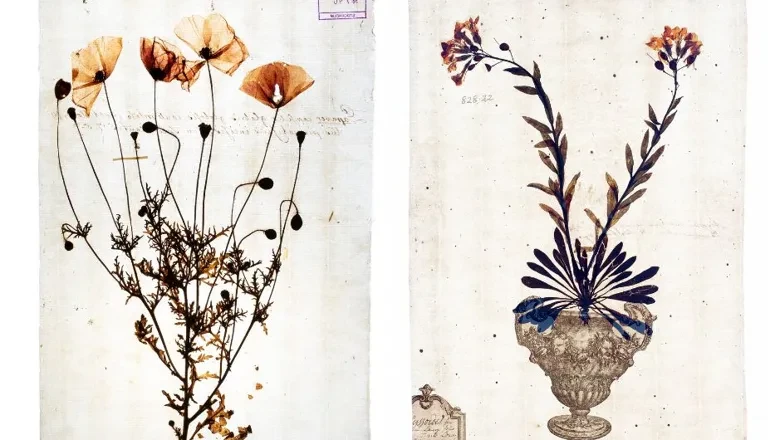 Två illustrationer av torkade växter